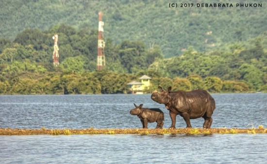 Kaziranga rhino on island