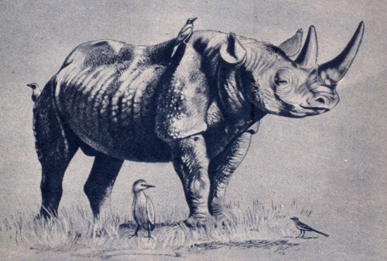 Black rhinoceros in a 1959 picture