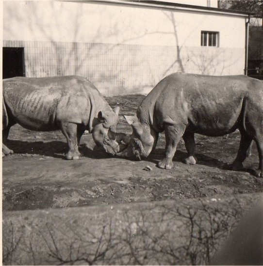 Frakfurt 1954 Black rhinos
