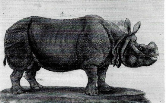 Tourniaire's rhinoceros by Muller