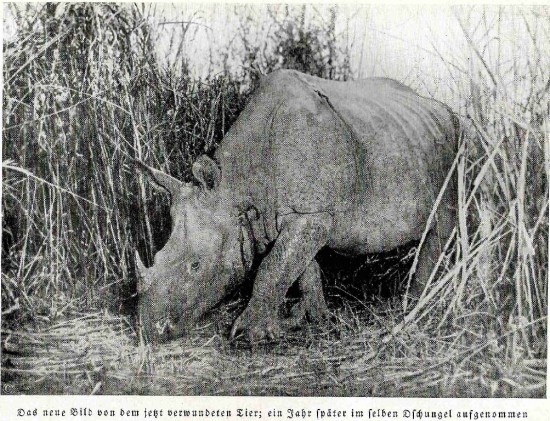 Berg 1935 Bengal rhino