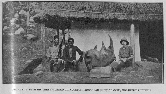 Three horned black rhino