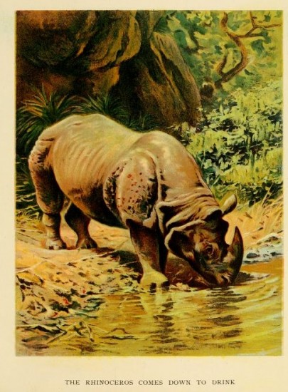 Rhino comes to drink