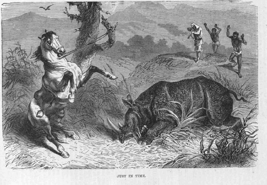 Leveson 1874 Rhino and Rider