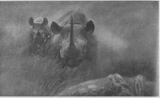 Black rhino 1931