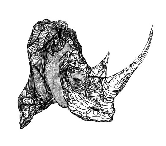 A white rhinoceros head (acquaforte)