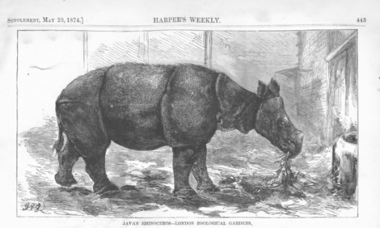 Harper's Weekly 1874 Javan rhino