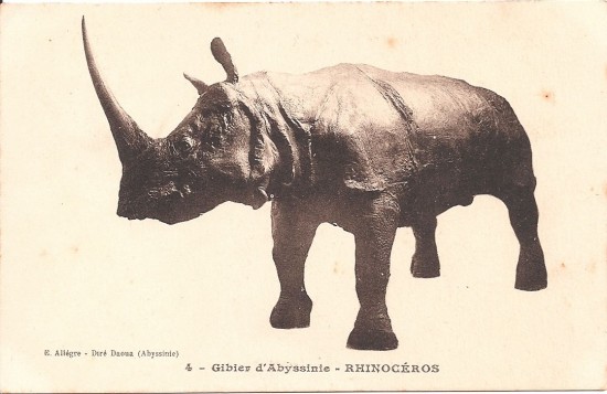 Rhinoceros of Abissinia