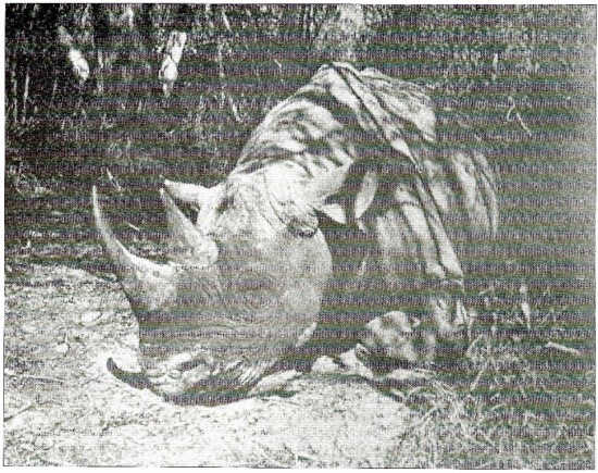 Black rhino first photo