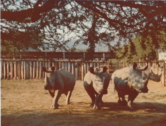Van den Brink 1972 white rhino