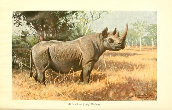 Brehm Black Rhinoceros