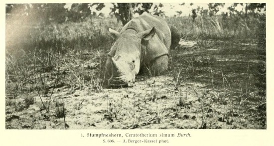 Brehm White Rhinoceros
