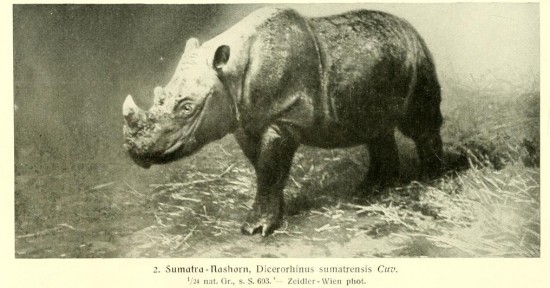 Brehm Sumatran Rhino 1915
