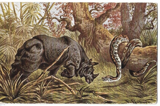 Rhino and python