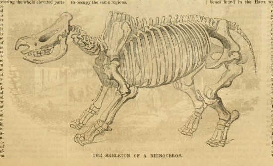 Rhino skeleton 1853