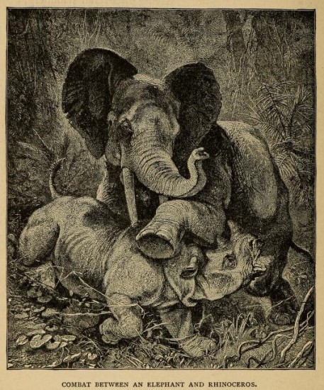 Elephant and rhinoceros 1889