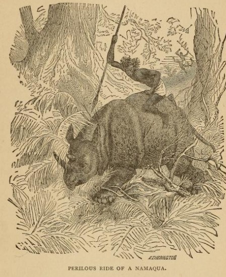 Namaqua riding a rhino