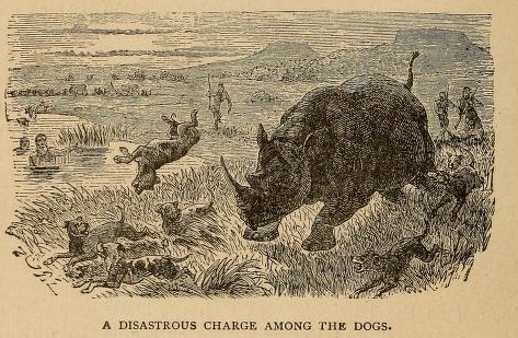 Charge among the dogs