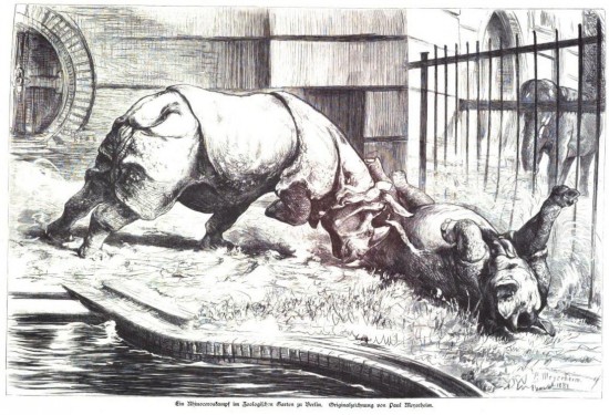 Rhino fight Berlin 1881
