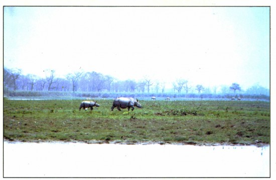 Assam rhinoceros