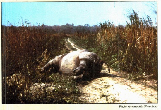 Rhino killed in Assam