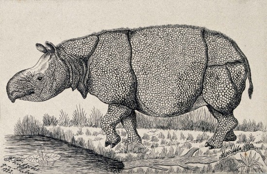 Ludecke rhinoceros 1882