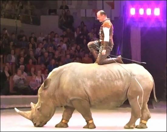 White rhino with circus act