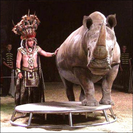 Circus with white rhino