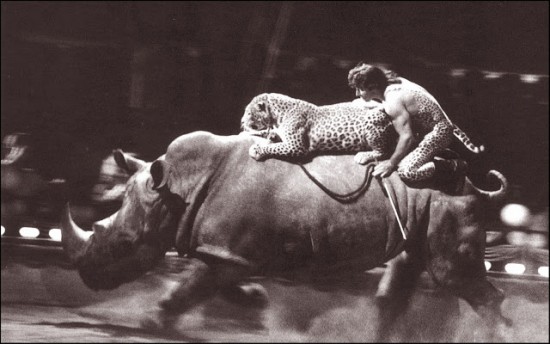 Rhino and leopard in circus