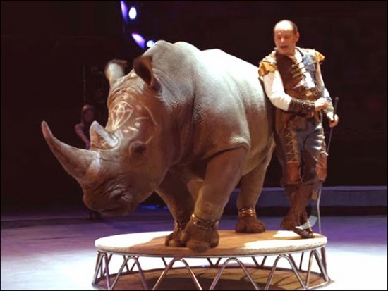 White rhino in circus