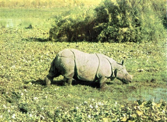 Kaziranga rhino 2