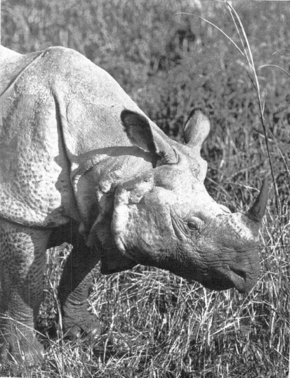Kaziranga rhino 3