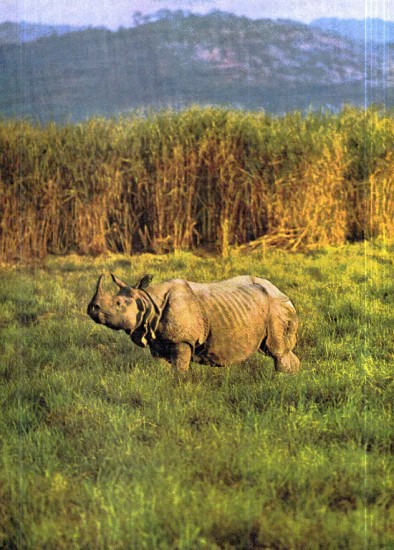 Kaziranga rhino 4