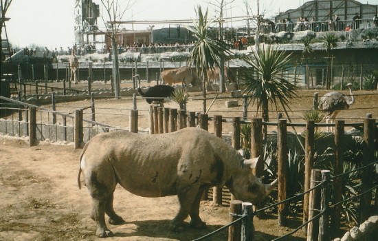 Black rhino in Tokyo Ueno