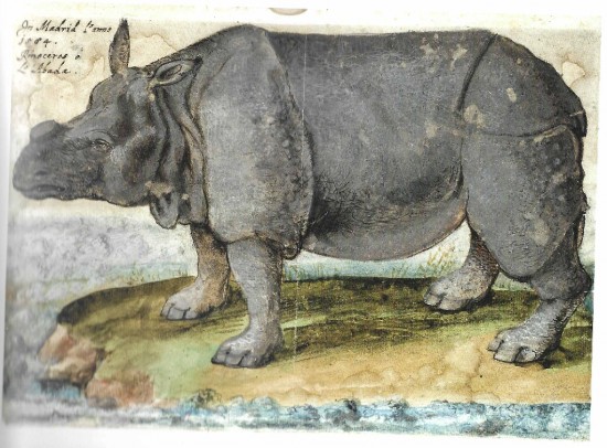 Hochreiter Rhinoceros