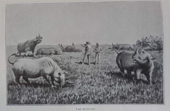 Six rhino hunt