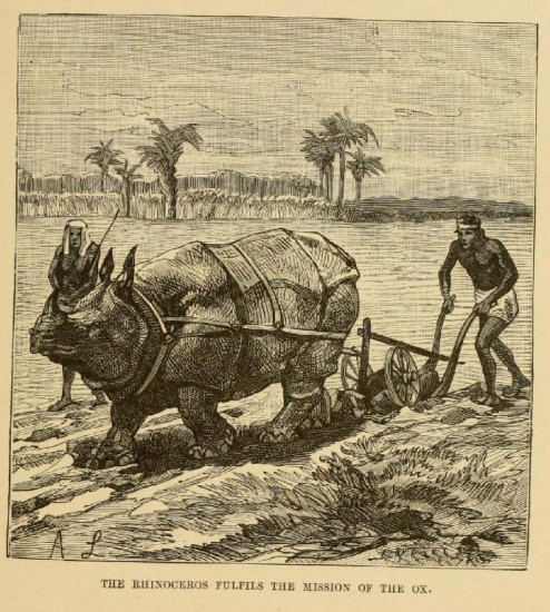 Kellogg rhino with plough 1888
