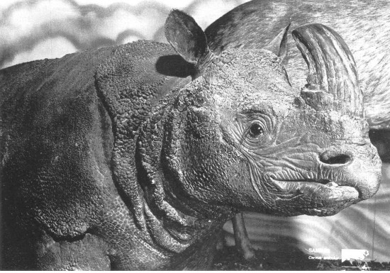 Javan Rhino in Adelaide