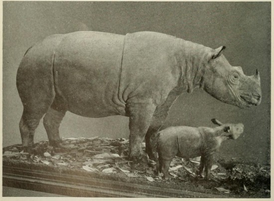 AMNH Sumtran Rhino