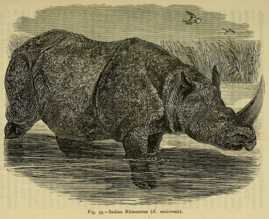 Figuier 1883 Indian Rhino