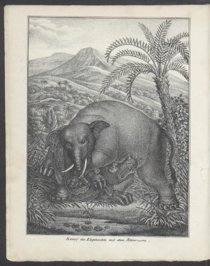 Fight of the Elephant