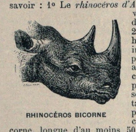 Larive 1889 black rhino head