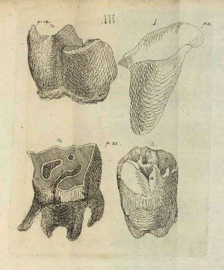 Merck 1786 Fossil Teeth