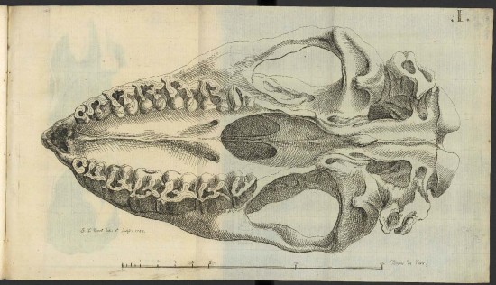 Merck 1786 Rhino skull