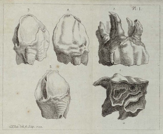 Merck 1784 Fossil bones