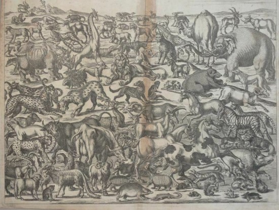 Land animals from 1665