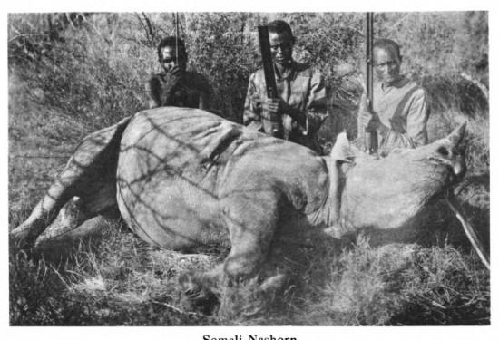 Wickenburg Somali rhino