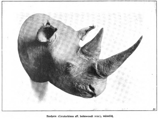 Niedieck trophy male rhino