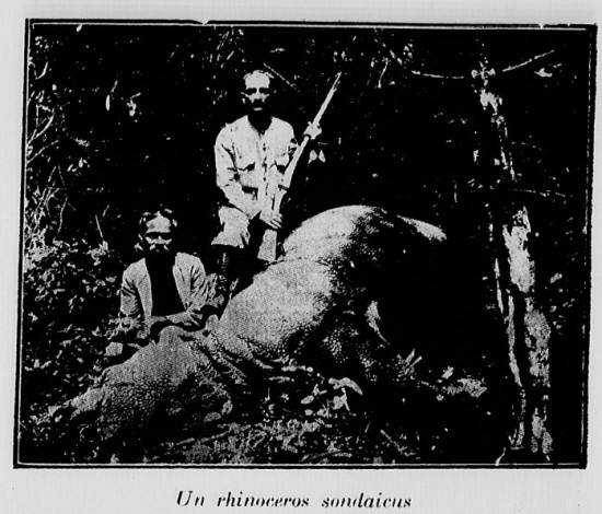 Rhino in Indochina