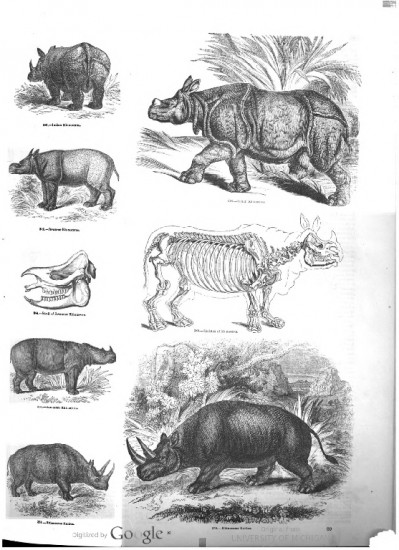Many rhino species
